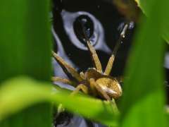 Dolomedes fimbriatus